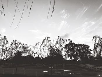 Trees against sky