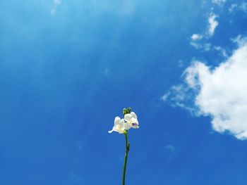 Low angle view of white flowering plant against blue sky