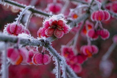 Close-up of snow on plant