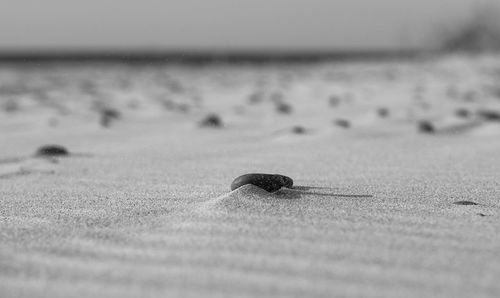 Close-up of shell on sand