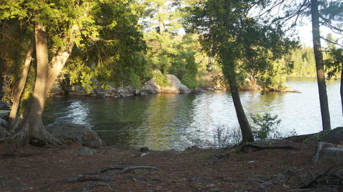 Trees on riverbank