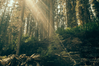 Trees in forest