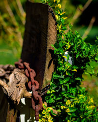 Close-up of lizard on plant