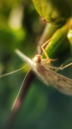 Close-up of spider