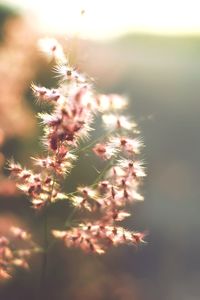 Close-up of flowering plant