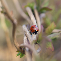 Close-up of ladybug on plant