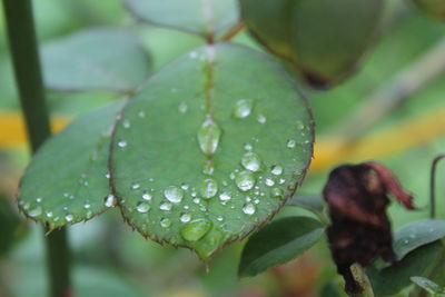 Close-up of raindrops on leaves