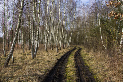 Tire tracks amidst bare trees in forest