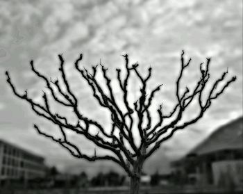 Bare tree against sky