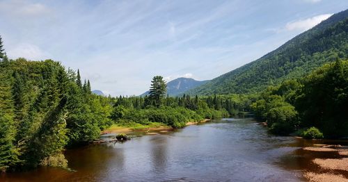 Scenic view of river in forest against cloudy sky