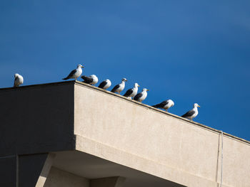 Low angle view of seagulls perching on building