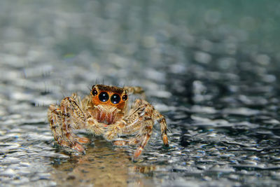 Close-up of jumping spider on glass