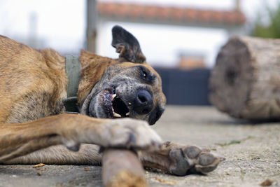 Close-up of dog lying on road