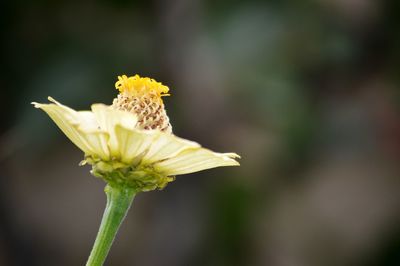 Close-up of yellow flower blooming outdoors