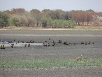 Flock of birds in a field