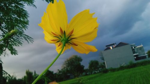 Low angle view of yellow flowering plant against sky