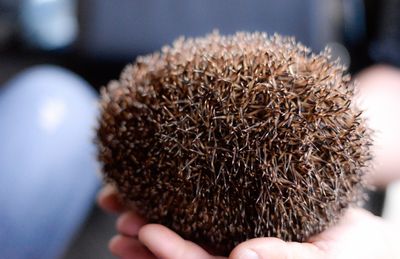 Cropped image of person holding sea urchin