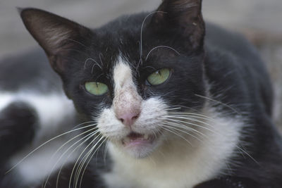 Close-up portrait of black cat