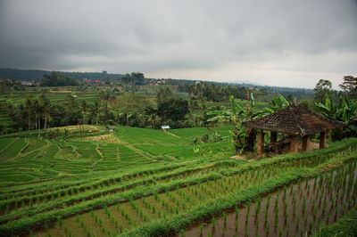 Scenic view of beautiful rice fields in indonesia