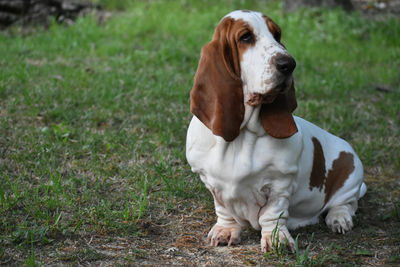 View of a dog looking away on field