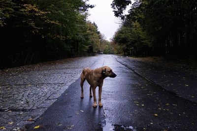 Dog walking on road