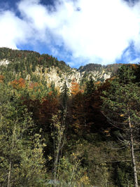 Trees growing in forest against sky