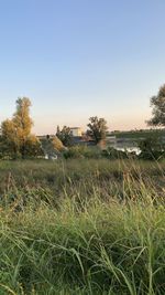 Scenic view of field against clear sky