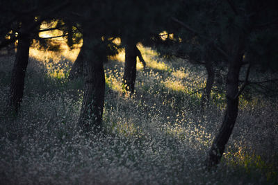 Trees on field at night