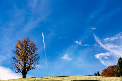 Low angle view of tree against sky