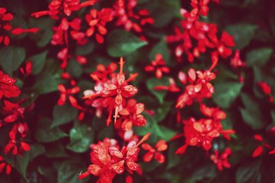 Close-up of red flowers blooming outdoors