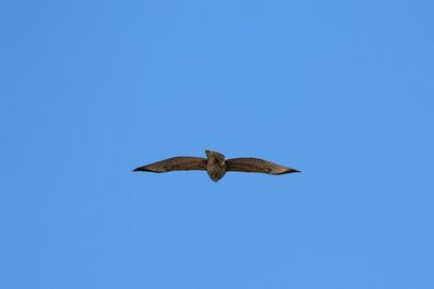 Low angle view of bird flying against clear blue sky
