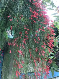 Low angle view of red flowering tree