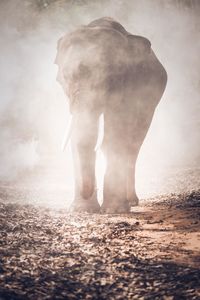 View of horse standing on land