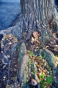 Close-up of tree trunk