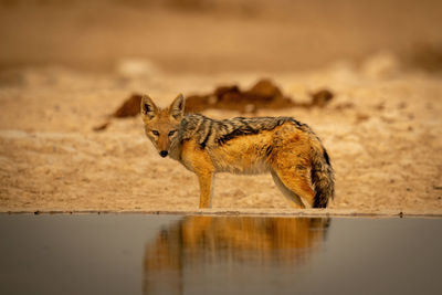 Black-backed jackal stands turning head by waterhole