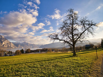 Bare tree on field against sky