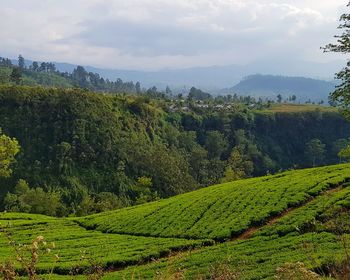 Scenic view of agricultural field against sky