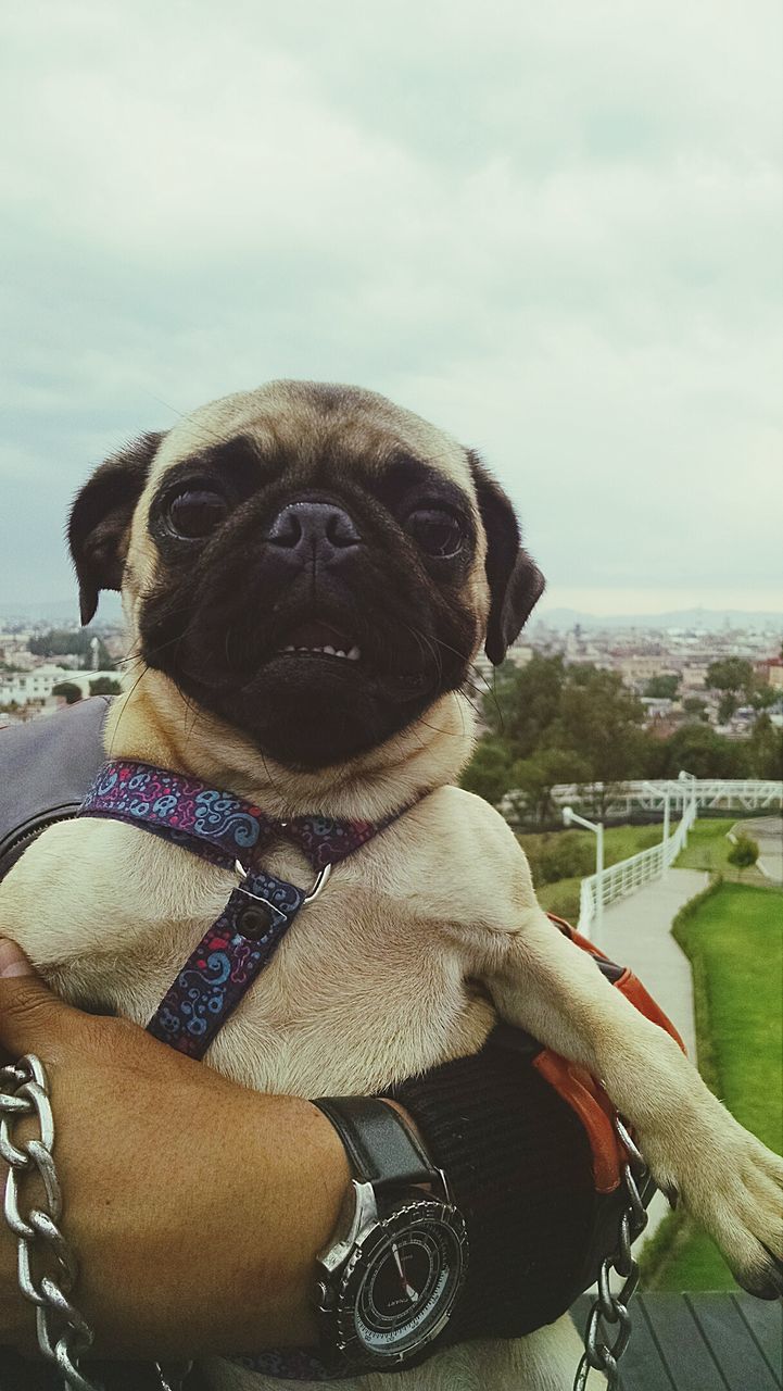 pets, domestic animals, one animal, sky, mammal, dog, animal themes, sitting, day, high angle view, close-up, focus on foreground, water, outdoors, looking at camera, city, building exterior, portrait