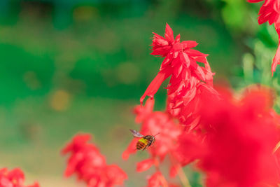 Close-up of insect on red flower