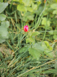 plant