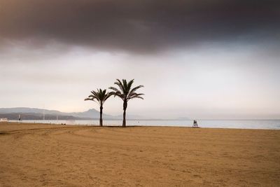 Palm trees on beach against sky