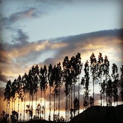 Trees at sunset