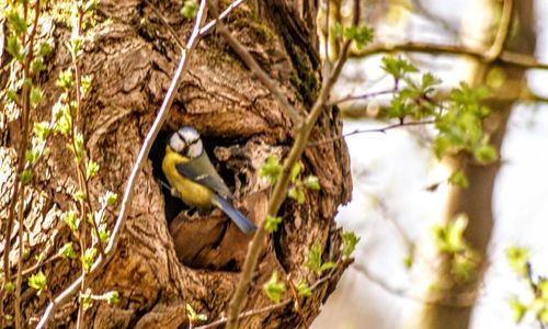 Bird perching on a tree