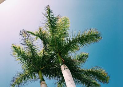 Low angle view of palm tree against clear sky