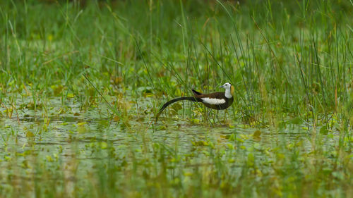 Bird swimming in lake