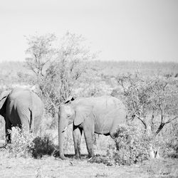 View of elephant on field against sky