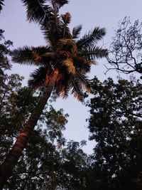 Low angle view of coconut palm trees against clear sky