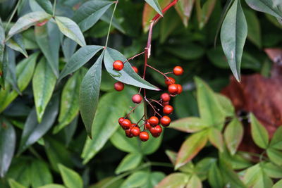 Close-up of red berries growing on tree