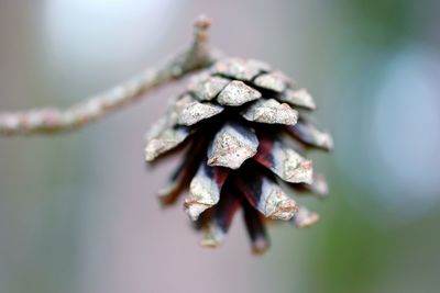 Macro shot of green leaves