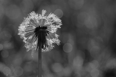 Close-up of dandelion against blurred background